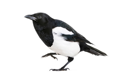 Common Magpie, Pica pica, in front of white background