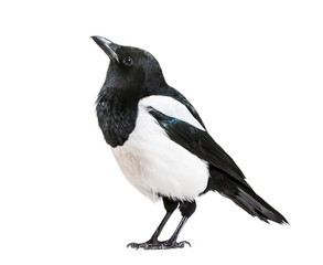 Common Magpie, Pica pica, in front of white background