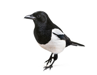Common Magpie, Pica pica, in front of white background