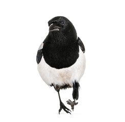 Common Magpie, Pica pica, in front of white background