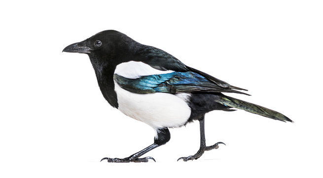 Картинка сорока на прозрачном фоне