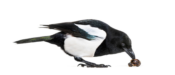 Common Magpie, Pica pica, in front of white background