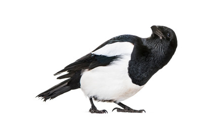 Common Magpie, Pica pica, in front of white background