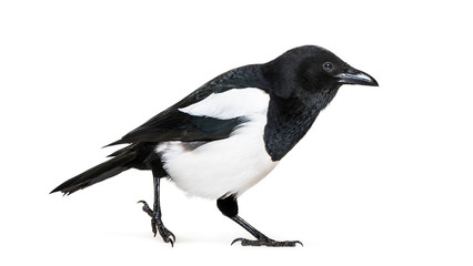Common Magpie, Pica pica, in front of white background