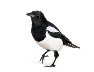 Common Magpie, Pica pica, in front of white background