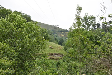 Precioso paisaje verde