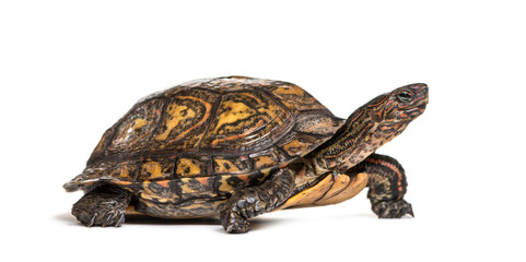 Obraz premium Ornate or painted wood turtle, Rhinoclemmys pulcherrima, in fron