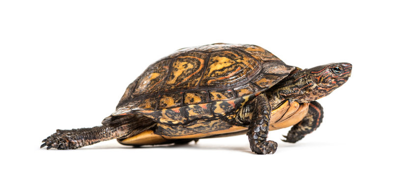 Ornate or painted wood turtle, Rhinoclemmys pulcherrima, in fron