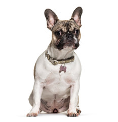 French Bulldog, 6 months old, in front of white background