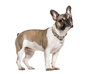 French Bulldog, 6 months old, in front of white background