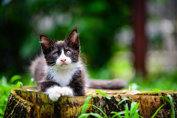 Portrait of wild looked black and white kitten sitting on a wooden log in garden. Cat looking at...