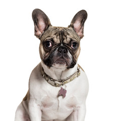 French Bulldog, 6 months old, in front of white background