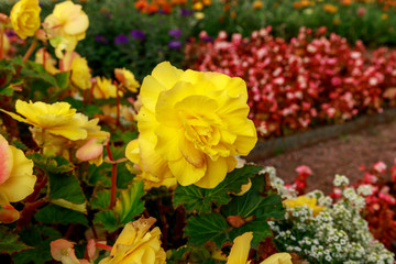 Obraz premium Close-up of nice yellow flower. Flowerbeds with colorful plants and greenery in the background. Blurred bokeh backdrop. Gardening concept.