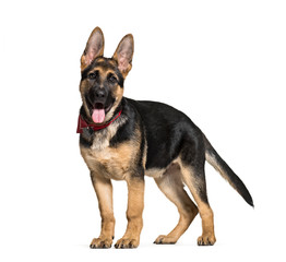 German Shepherd, 3 months old, in front of white background