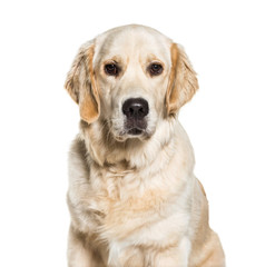 Golden Retriever, 10 months old, in front of white background