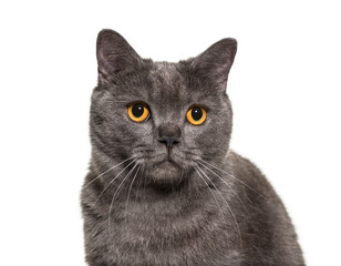 British Shorthair, 4 years old, in front of white background