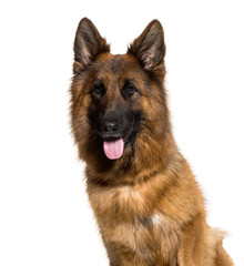 German Shepherd, 3 years old, in front of white background