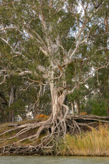 Gum Trees with exposed roots on thebanks of the Murray River near Wkarie in South Australia.