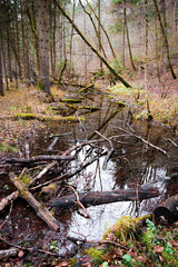 Natur Wald