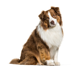 Australian Shepherd, 3 years old, in front of white background