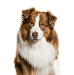 Australian Shepherd, 3 years old, in front of white background