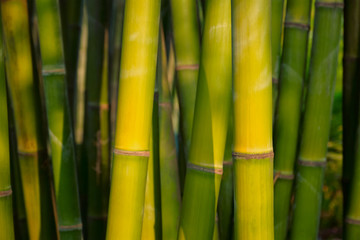 Bamboo close up in bamboo grove