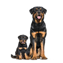 Rottweiler, 18 months old and 3 months old, in front of white background