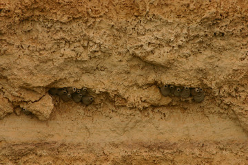 Fototapeta na wymiar Closeup view of Swallow 's nests under the Sandstone cliffs on the banks of the Murray River near Waikerie in South Australia.