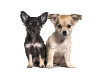 Two Chihuahua puppies, 11 weeks old, sitting, in front of white