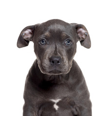 American Staffordshire Terrier, 3 months old, in front of white background