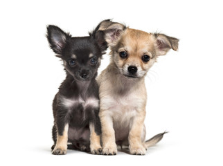 Two Chihuahua puppies, 11 weeks old, sitting, in front of white