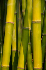Naklejki  Bambus z bliska w bambusowym gaju