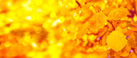 autumn landscape with bright colorful foliage. Indian summer.