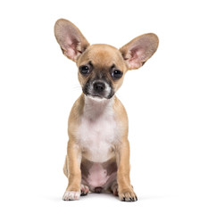 Mixed-breed dog, 3 months old, in front of white background