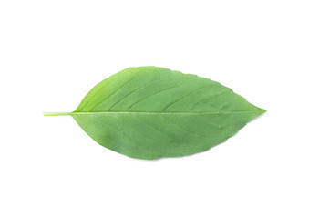 Obraz premium Green leaf isolated on the white background