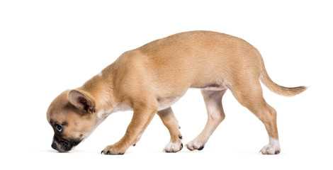 Mixed-breed dog, 3 months old, in front of white background