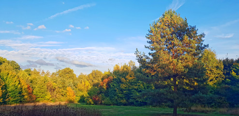 Obraz premium Tree in a clearing in the forest - Parc de Sceaux, France