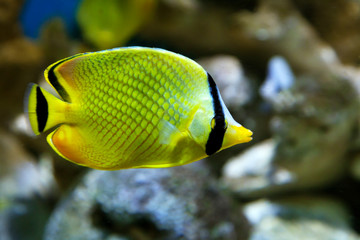 Fototapeta na wymiar Yellow Butterfly fish Chaetodon rafflesi