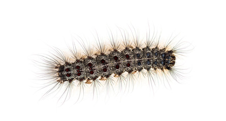 Overhead view of the Caterpillar of a Lymantria dispar, the gyps