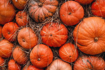 Background of autumn yellow, orange pumpkins patch agriculture
