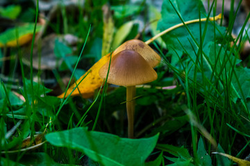 fungus under the leaves