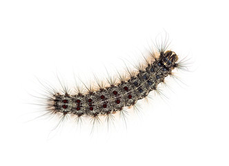 Overhead view of the Caterpillar of a Lymantria dispar, the gyps