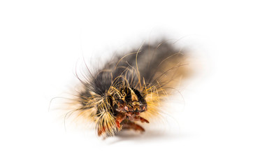 Front view of the Caterpillar of a Lymantria dispar, the gypsy moth against a white background