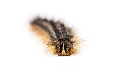 Front view of the Caterpillar of a Lymantria dispar, the gypsy moth against a white background