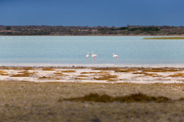 Fototapeta na wymiar 3 Flamingo stand in Salt Lake