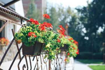 Flower pot with flowers outdoors. Decorated with a building facade with flower pots with flowers and a forged metal fence, close-up