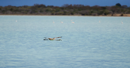 Flying Flamingo in Tsimanampetsotsa National Park Madagascar
