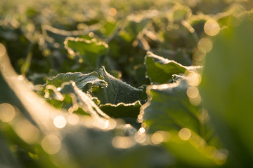 Gemüsefeld am herbstlichen Morgen