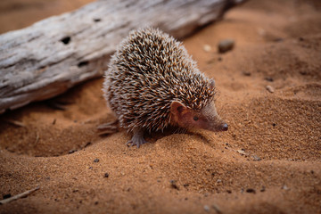 hedgehog on the ground