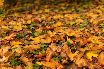 Yellow fall leaves of maple on the ground in the forest.  Macro photo of colorful foliage in sunlight. Autumn countryside on a sunny day. Tilt-shift effect. Soft focus.